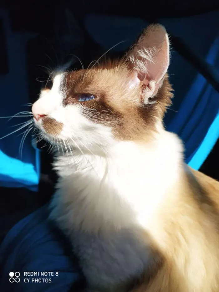 Gato ra a Siamês/angorá idade 1 ano nome Cookie