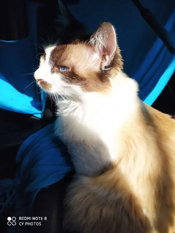 Gato ra a Siamês/angorá idade 1 ano nome Cookie