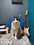 Cookie