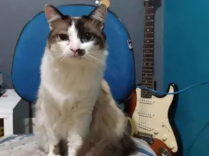 Gato raça Siamês/angorá idade 1 ano nome Cookie