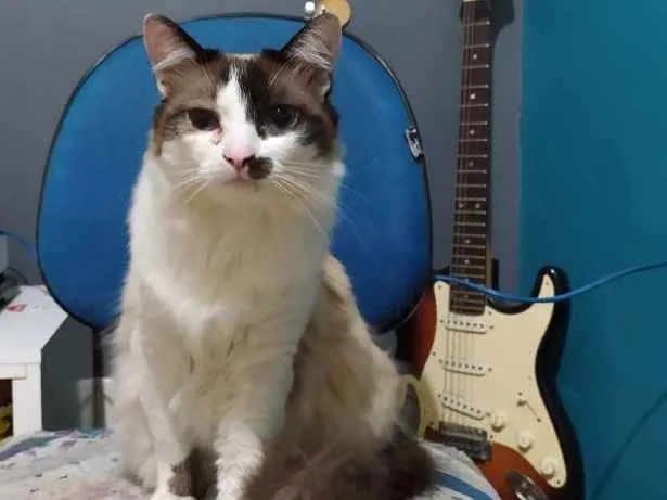 Gato ra a Siamês/angorá idade 1 ano nome Cookie