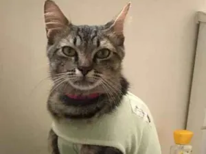 Gato raça Vira Lata idade 2 anos nome Cacau