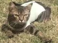 Gato raça Vira Lata idade 2 anos nome Cacau