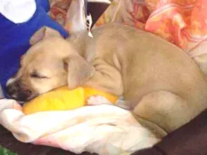 Cachorro raça Vira lata idade 2 a 6 meses nome Sem nome