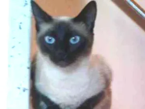 Gato raça Siamês idade 1 ano nome Amora