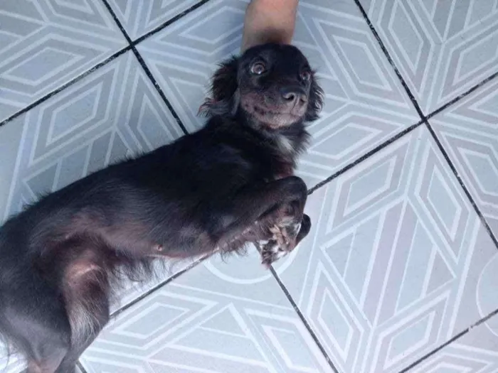 Cachorro ra a Mestiça com poodle  idade 2 anos nome Mel