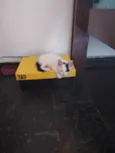 Achado na rua