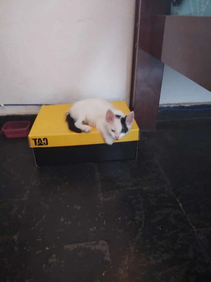 Gato raça Vira lata idade Abaixo de 2 meses nome Achado na rua