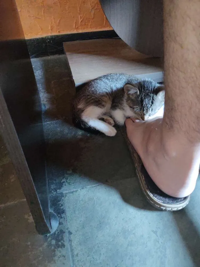 Gato raça Vira lata idade Abaixo de 2 meses nome Achado na rua