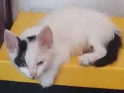 Gato raça Vira lata idade Abaixo de 2 meses nome Achado na rua