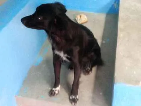 Cachorro ra a Mestiça com poodle  idade 2 anos nome Mel