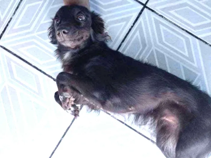 Cachorro ra a Mestiça com poodle  idade 2 anos nome Mel