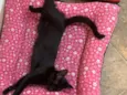 Peludinho, nina,Joca