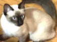 Peludinho, nina,Joca