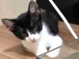 Miau 1, miau 2