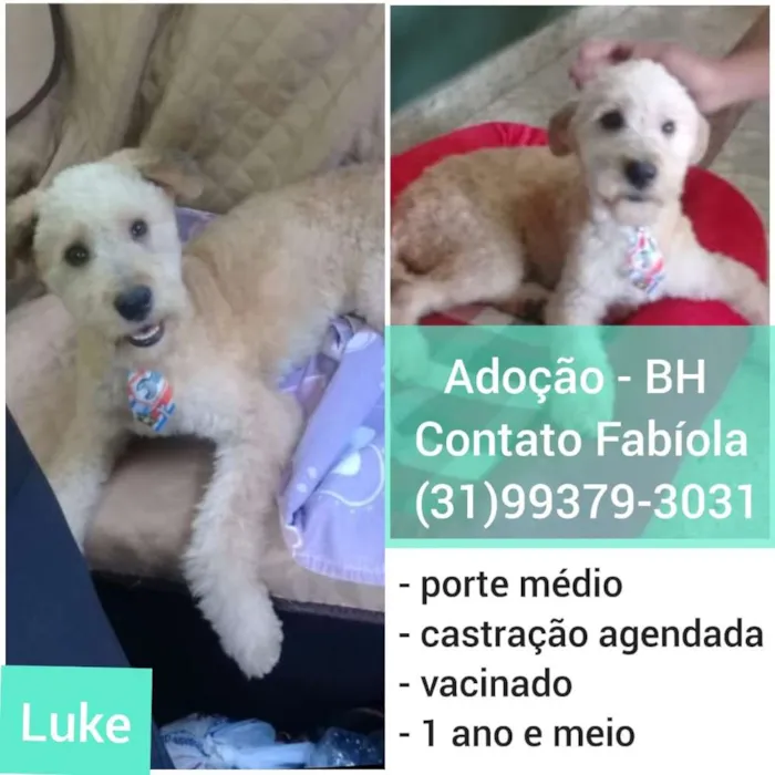 Cachorro raça SRD idade 2 anos nome Luke