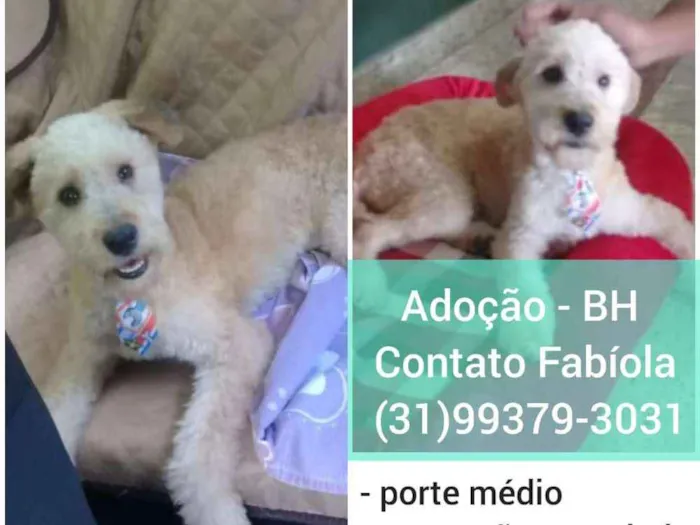 Cachorro raça SRD idade 2 anos nome Luke
