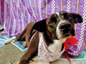 Cachorro raça SRD idade 2 anos nome Pretinha 