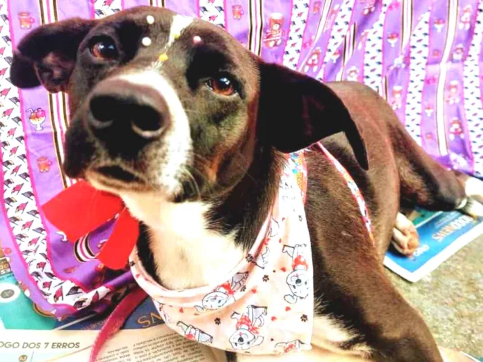 Cachorro raça SRD idade 2 anos nome Pretinha 
