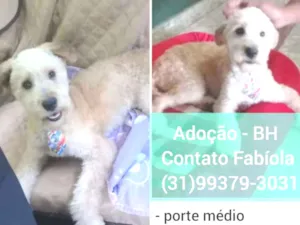 Cachorro raça SRD idade 2 anos nome Luke