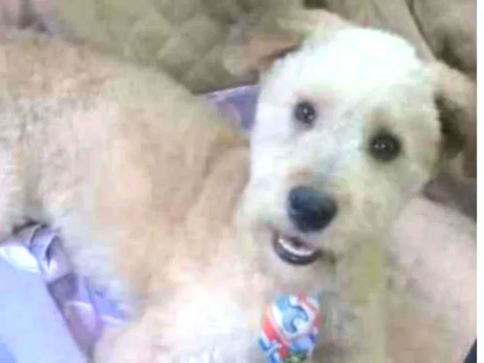 Cachorro raça SRD idade 2 anos nome Luke