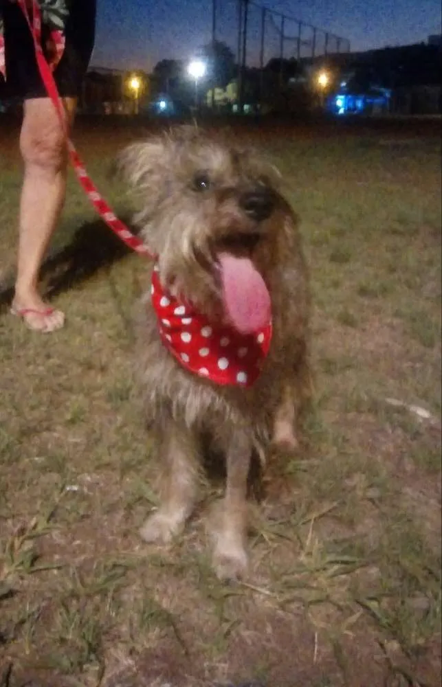 Cachorro ra a Sr idade 1 ano nome Diana