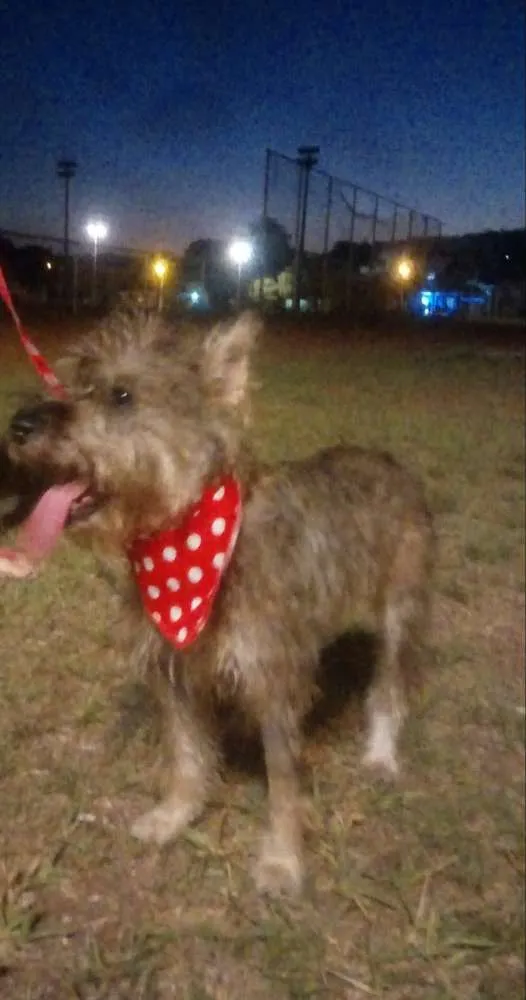 Cachorro ra a Sr idade 1 ano nome Diana