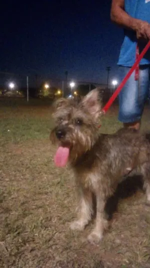Cachorro raça Sr idade 1 ano nome Diana