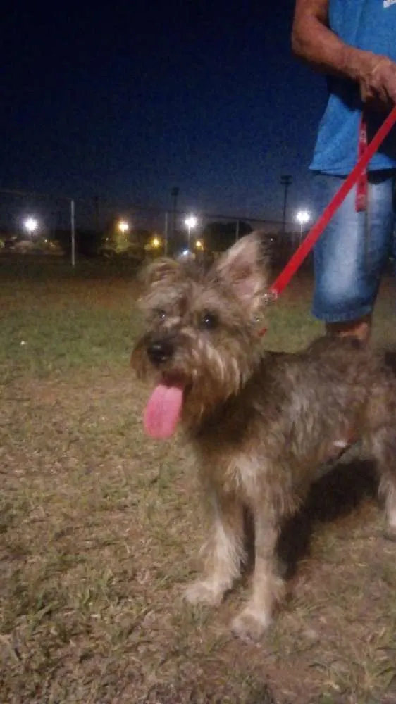 Cachorro ra a Sr idade 1 ano nome Diana