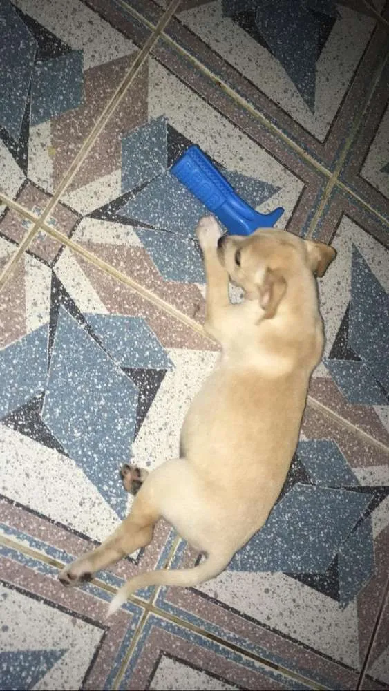 Cachorro ra a SRD idade 2 a 6 meses nome MEL e filhotes 