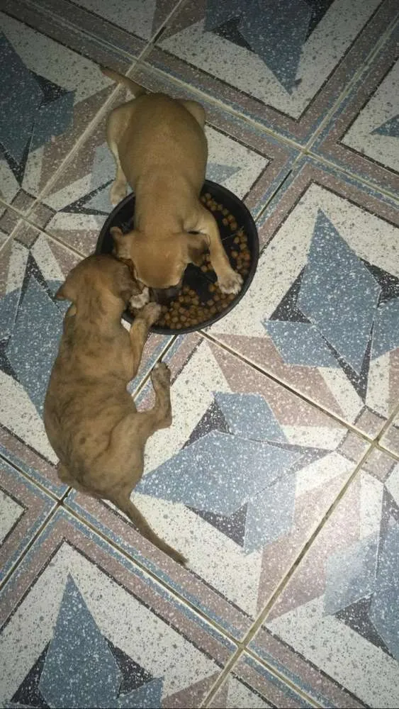 Cachorro ra a SRD idade 2 a 6 meses nome MEL e filhotes 