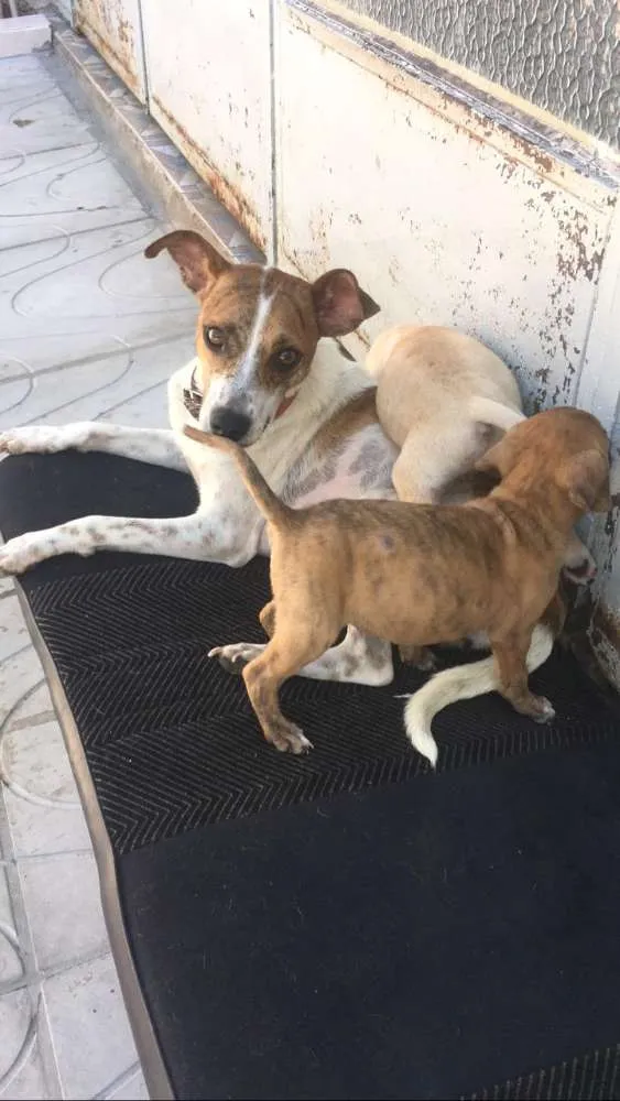 Cachorro ra a SRD idade 2 a 6 meses nome MEL e filhotes 