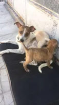 MEL e filhotes