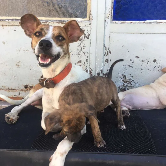Cachorro ra a SRD idade 2 a 6 meses nome MEL e filhotes 