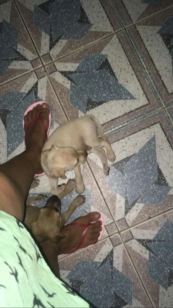 Cachorro ra a SRD idade 2 a 6 meses nome MEL e filhotes 