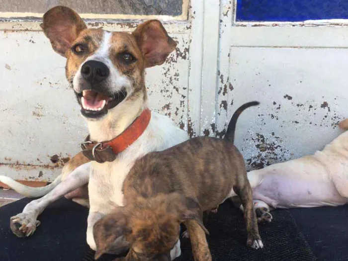 Cachorro ra a SRD idade 2 a 6 meses nome MEL e filhotes 