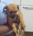 Scooby