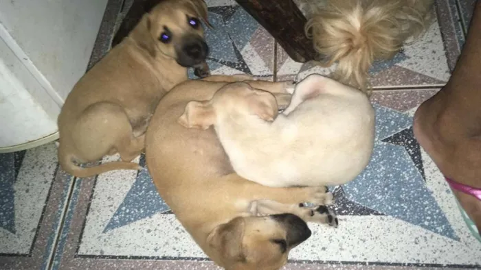 Cachorro ra a SRD idade 2 a 6 meses nome MEL e filhotes 