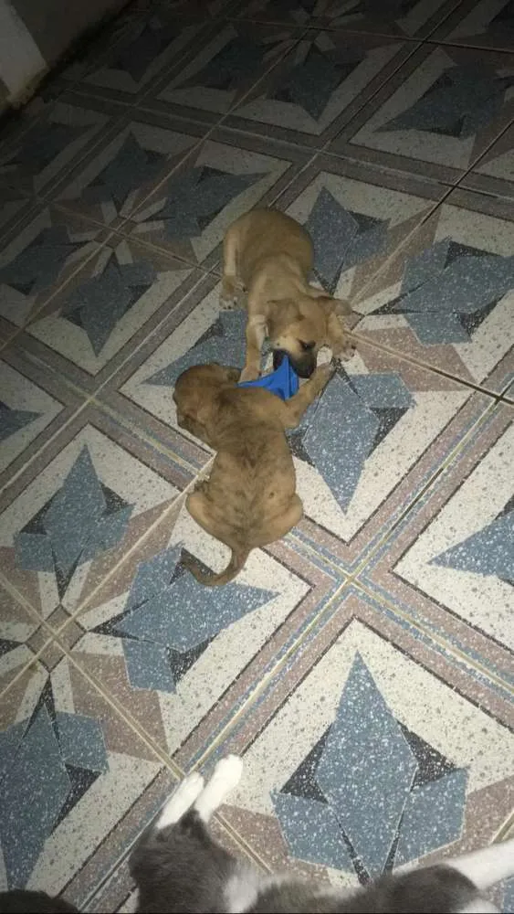 Cachorro ra a SRD idade 2 a 6 meses nome MEL e filhotes 