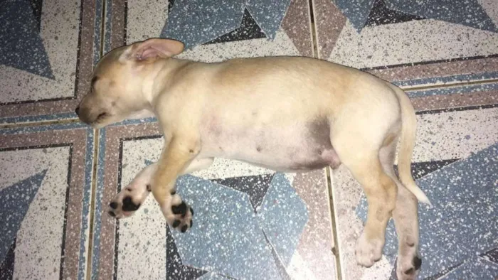 Cachorro ra a SRD idade 2 a 6 meses nome MEL e filhotes 