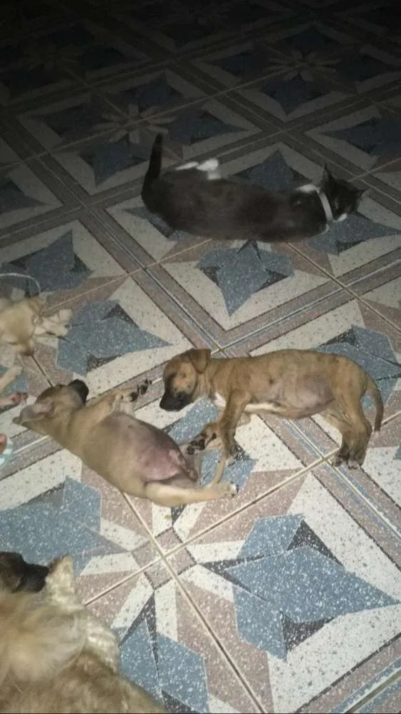 Cachorro ra a SRD idade 2 a 6 meses nome MEL e filhotes 