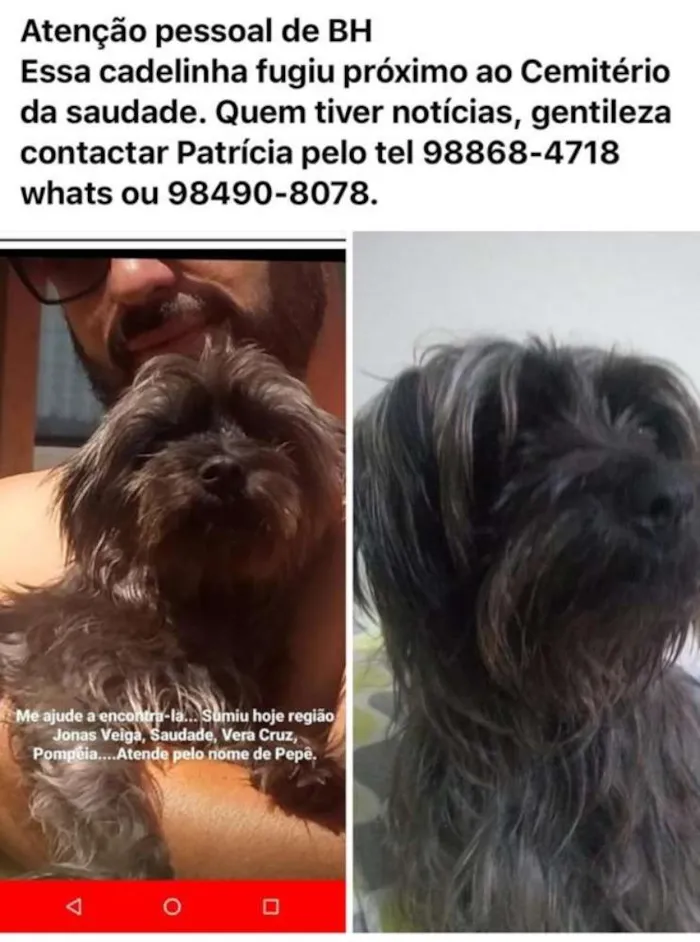 Cachorro ra a Indefinida  idade 1 ano nome Pepê