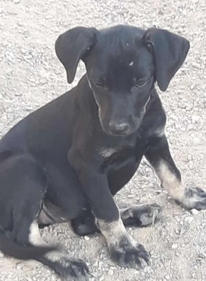 Cachorro ra a Não sei  idade 2 a 6 meses nome Não sei 