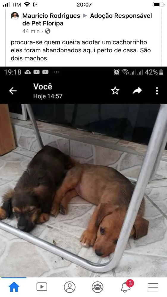 Cachorro ra a Não sei  idade 2 a 6 meses nome Não sei 