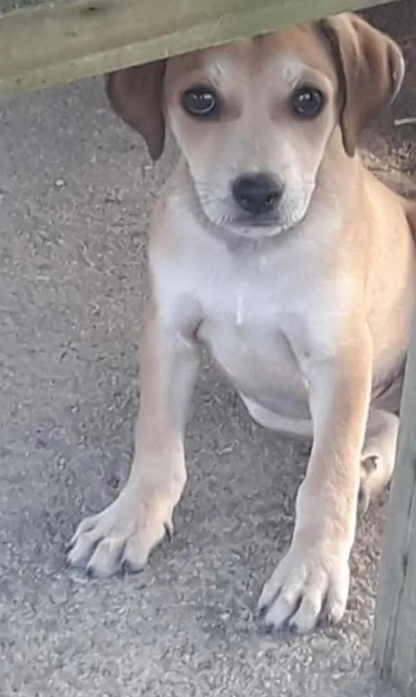 Cachorro ra a Não sei  idade 2 a 6 meses nome Não sei 