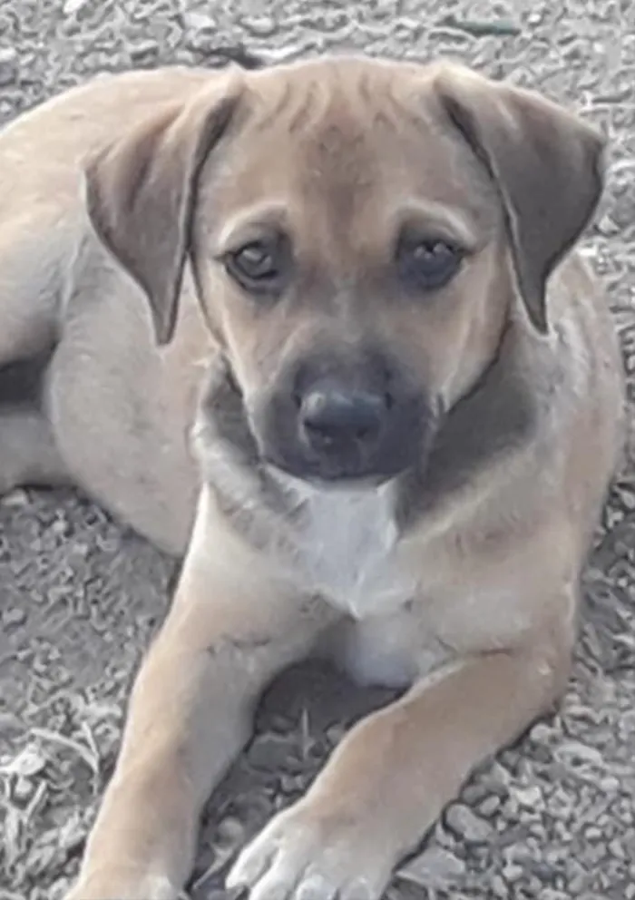 Cachorro ra a Não sei  idade 2 a 6 meses nome Não sei 