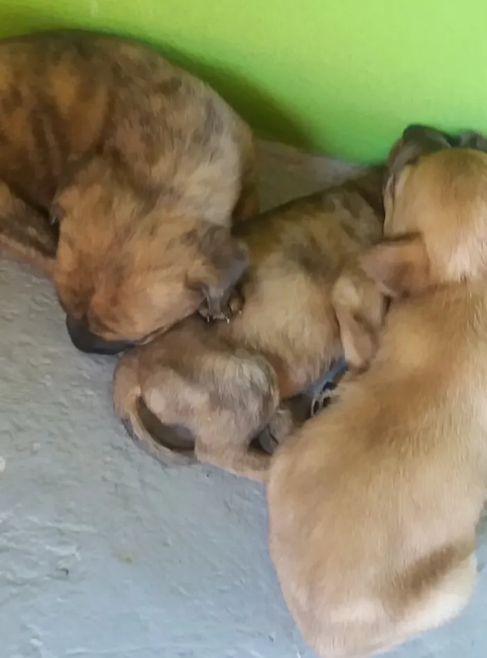 Cachorro ra a Não sei  idade Abaixo de 2 meses nome Não sei 