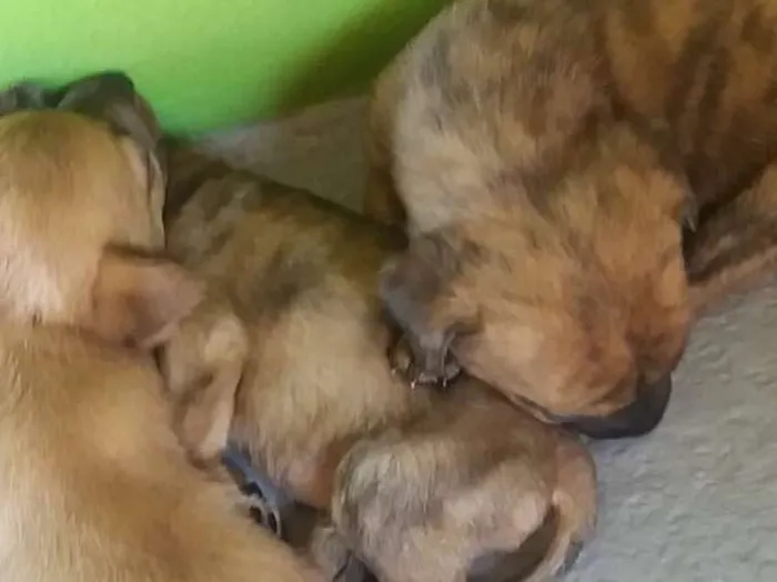 Cachorro ra a Não sei  idade Abaixo de 2 meses nome Não sei 