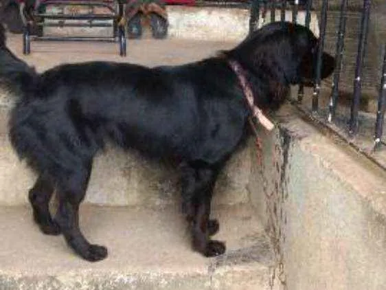 Cachorro ra a Pudle rasciado idade 1 ano nome Galego