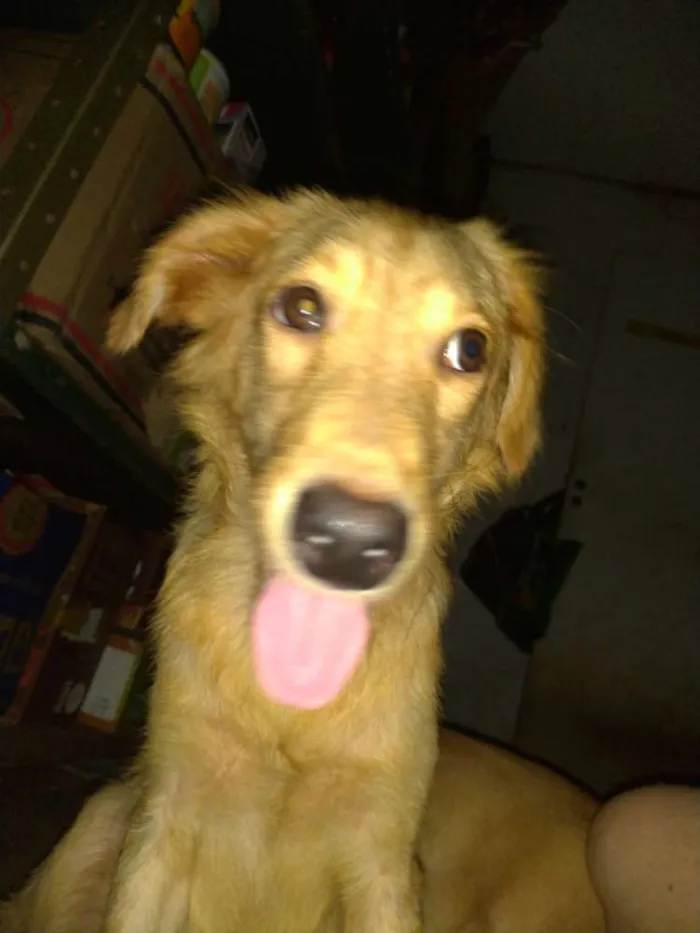 Cachorro ra a SRD idade 2 a 6 meses nome Brian